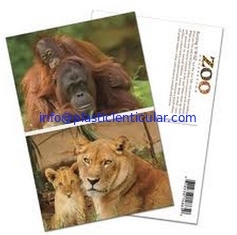China PLASTIC LENTICULAR cheap price 3D postcards 3D animal post cards with lenticular sheet material supplier