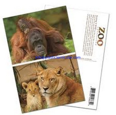 PLASTIC LENTICULAR cheap price 3D postcards 3D animal post cards with lenticular sheet material supplier