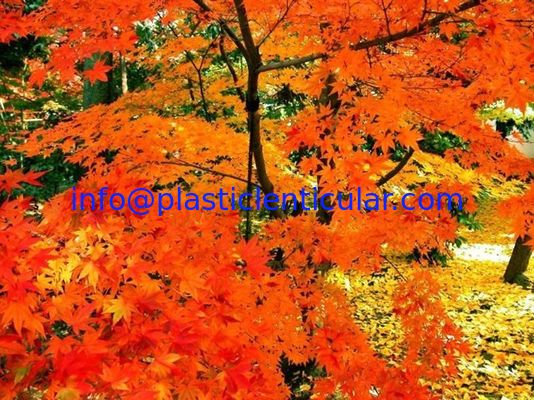 Home Decoration 3d 5d Lenticular Pictures offset printing 3d PET printing Package with all Commodity supplier